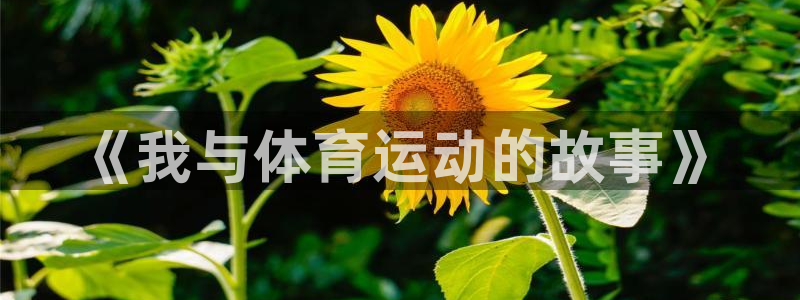 乐球体育的赛事直播：《我与体育运动的故事》